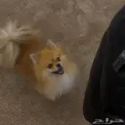 كلب بومنيريان بيور تي كب حجم صغير