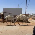 ناقة لقحه وبنتها