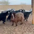 مراح معزا بحفلها دفيع على السونار