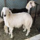 خروف حري ورخل نجدي