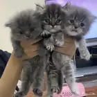 قطط للبيع بالخبر