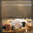 فرخ صن كنيور رد فاكتور رد فيس