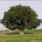 شجرة الضبره