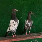 طبات تيدي تم البيع