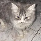 قطوه للبيع ب 400 النوع شيرازي نظيفه