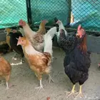 دجاج تركي وفرنسي