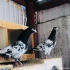 تم البيع تيدي أساس
