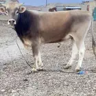 ثور الماني