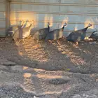 دجاج حبشي