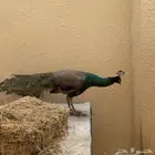 طاووس ذكر هندي للبيع
