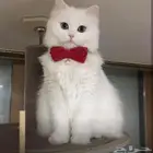 قط شيرازي ابيض للتبني