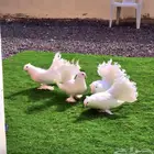 دجاج رومي
