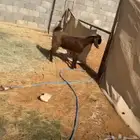 تيس