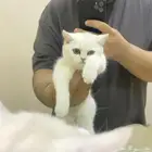 برتش بيور