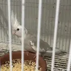 انثى كروان وايت فيس