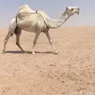 ناقه
