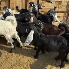 تيوس وجفرات تربيه