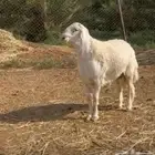 مشروع فحل صنف حري ابرص