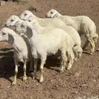 خرفان