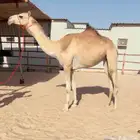 لقيه سبوق وعواصه ركض ومزاين