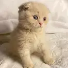 قططط سكوتش فولد للبيع
