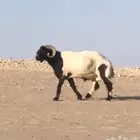 للبيع خروف