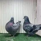 زوج فرش مودينا 2024