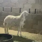 حريه جذعه صنف وجرم الخرج