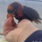 لوري دسكي اليف وهدد((تم البيع )))