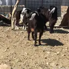 تيوس عوارض للبيع نظاف على الشرط الموقع رخو