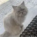 قطه ضائعه في ج 16