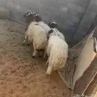 جذعان