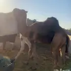 جمل كفو راع البل مايجنب عنه