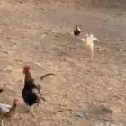 دجاج