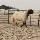 فحل كاسر ثني