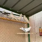 قطايف للبيع