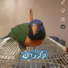 ببغاء لوري
