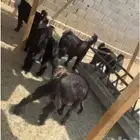 تيوس مخاصي