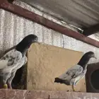 تم البيع طبة بغلا تيدي