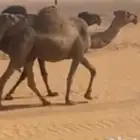 ناقه شعلاء ضروبه للبيع