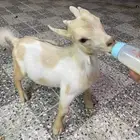 ماعز قزم للبيع