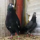 جوز كالو ورامبوري