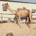 خلفه كفو هجن تحتها بكره الناقه منيح تحلب برباط
