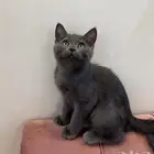 قط للتبني