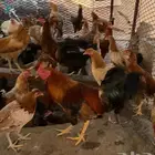 إسكان الحصمه ( قرية عيسان )