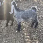 تيس للبيع