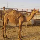 حواره باتلية للبيع
