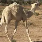 قعود حيسوني طفاح مشروع فحل