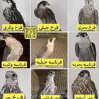 محتاج طير صقر للتبني