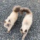 قطوه هيملايا